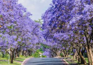 El milagro morado de marzo: La historia detrás de las jacarandas de la CDMX