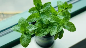 El secreto refrescante de la menta: así engaña al cerebro para sentir frío