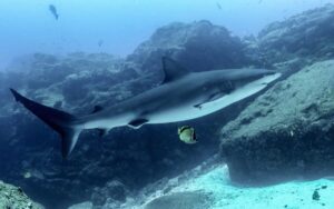 Tiburones con cocaína y cafeína: la huella humana alcanza incluso a los océanos