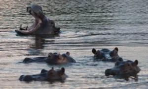 Colombia sacrificará a 80 hipopótamos: entre la conservación y el control poblacional