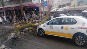 Atiende Protección Civil de Toluca caída de árbol en Boulevard Isidro Fabela