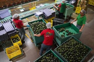 EE.UU. suspende embarque de aguacate de Michoacán; acusa amenaza a la seguridad de sus inspectores