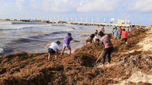 Crisis por sargazo en Quintana Roo: 9 mil toneladas diaria