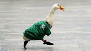IMPI ratifica propiedad de marca del pato Merlín a familia original
