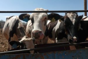 EE. UU. reanuda la importación de ganado bovino mexicano
