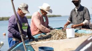 Decomiso de 462 toneladas pesqueras expone fallas en cadenas de distribución