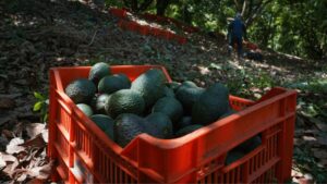 México busca acuerdo tras freno a la exportación de aguacate michoacano