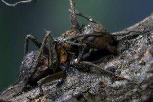 Los hongos zombis que controlan hormigas y una especie mexicana que lleva el nombre de Guillermo del Toro