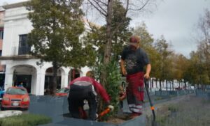 Sustituyen por nuevos ejemplares 11 árboles secos y muertos en pie en la Plaza González Arratia