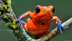 La biodiversidad está en crisis: qué perdería la humanidad si desaparecen las especies del planeta
