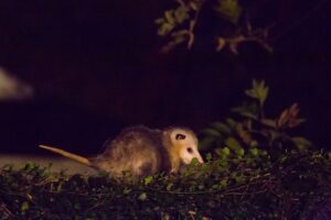 Festival Guardianes de la Noche llegará a Puebla con talleres, arte y actividades para descubrir la fauna nocturna