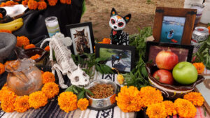 Cómo llegar al Munal en Día de Muertos y por qué los perros son protagonistas de su ofrenda